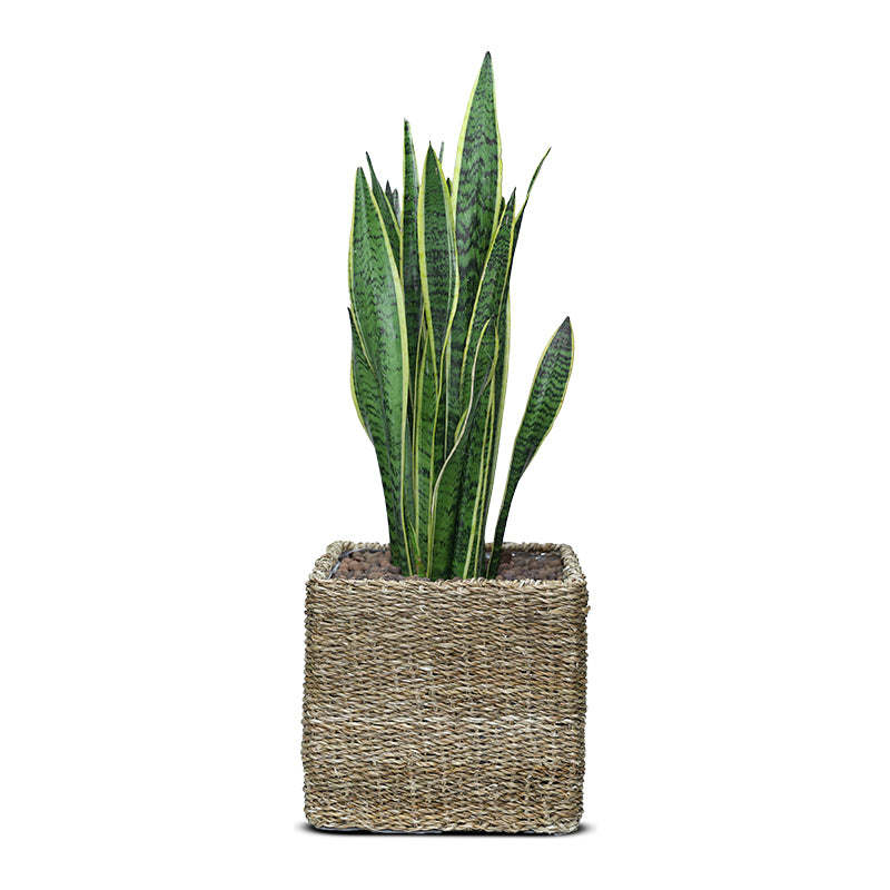 SANSEVIERIA TRIFF. IN SOSVA NATURAL CUBE BASKET - سانسفيريا تريف في سلة القش