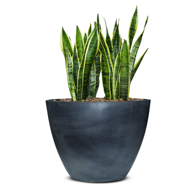 SANSEVIERIA TRIFF IN STUPINO PLANTER - سانسفيريا تريف في حوض ستوبينو الاسود