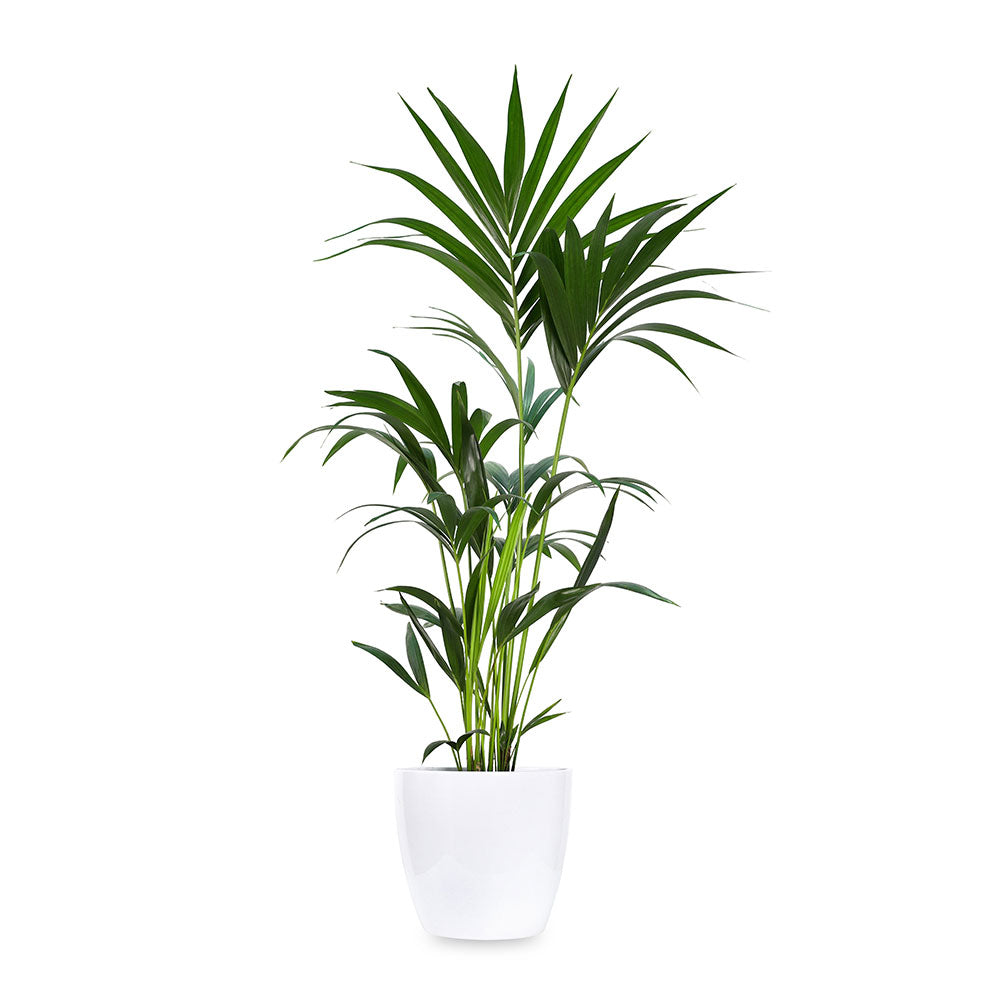 KENTIA IN MICHIGAN PLANTER - كنتيا في حوض ميشيغان