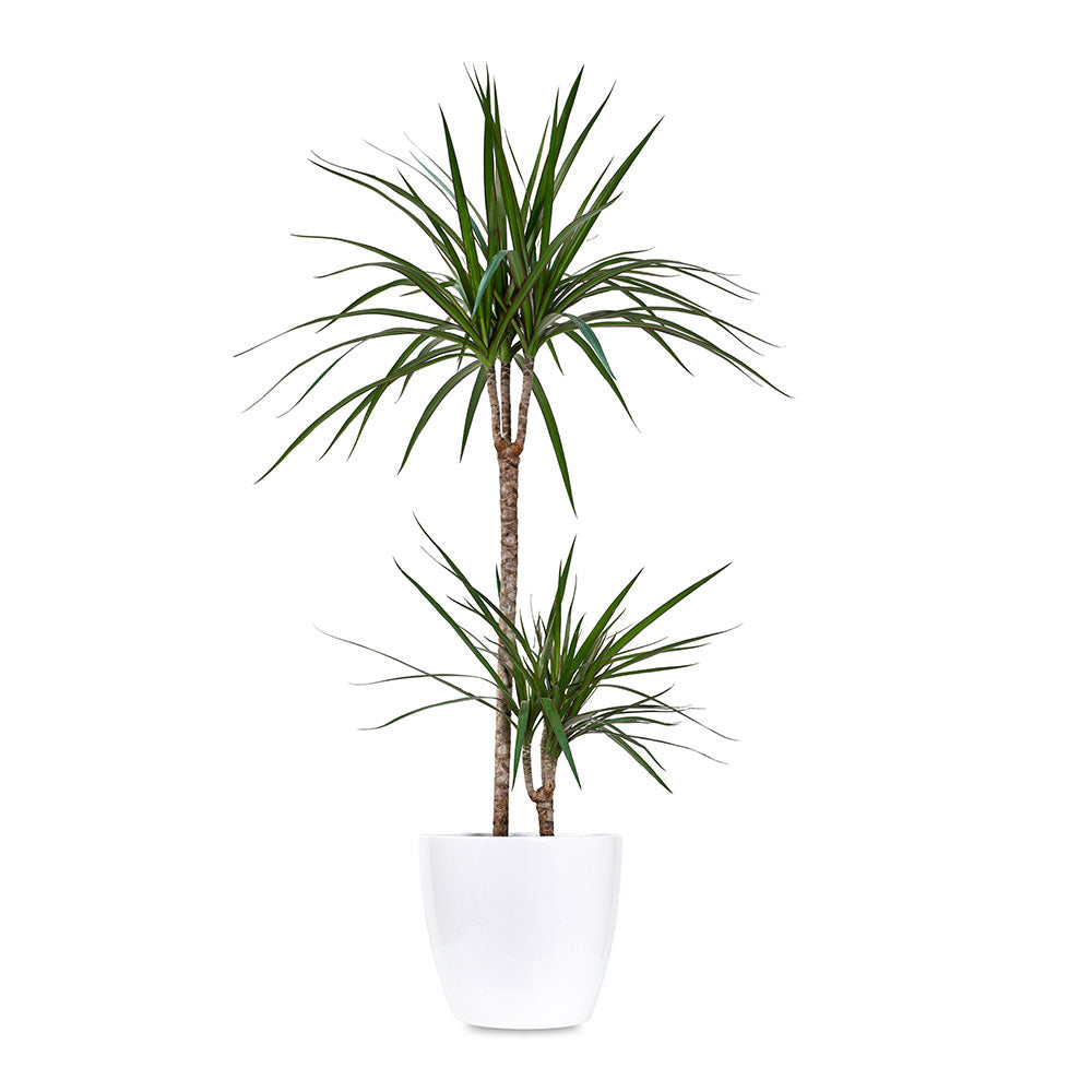 DRACAENA MARG IN MICHIGAN PLANTER - دراسينا مارجيناتا في حوض ميشيغان