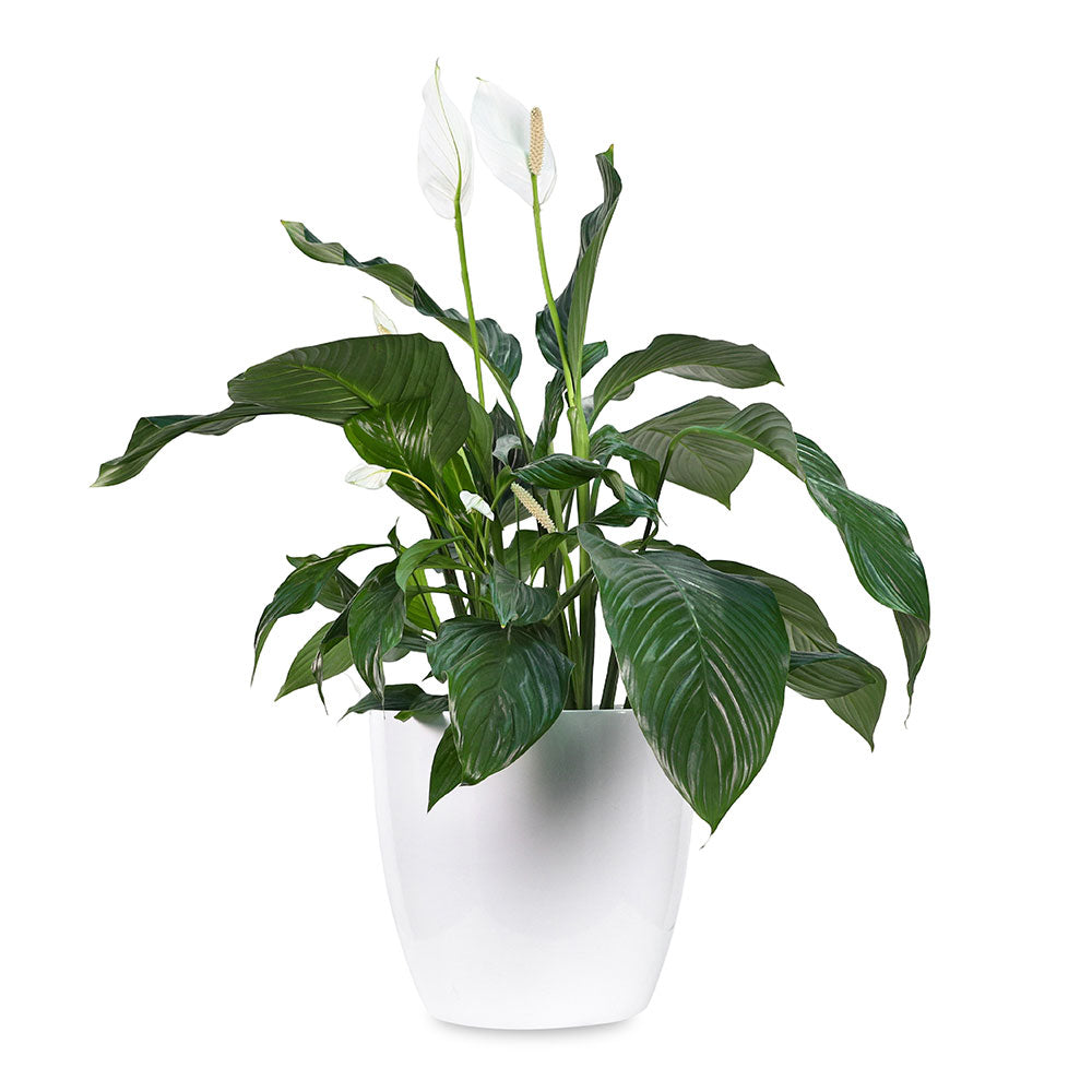 SPATHIPHYLLUM IN MICHIGAN PLANTER - سباثيفيلوم في حوض ميشيغان