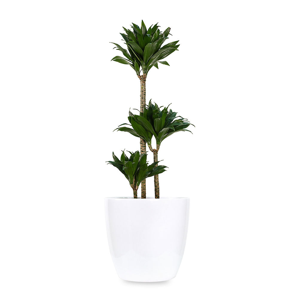 DRACAENA COMPACTA IN MICHIGAN POT - دراسينا كومباكتا في حوض ميشيغان