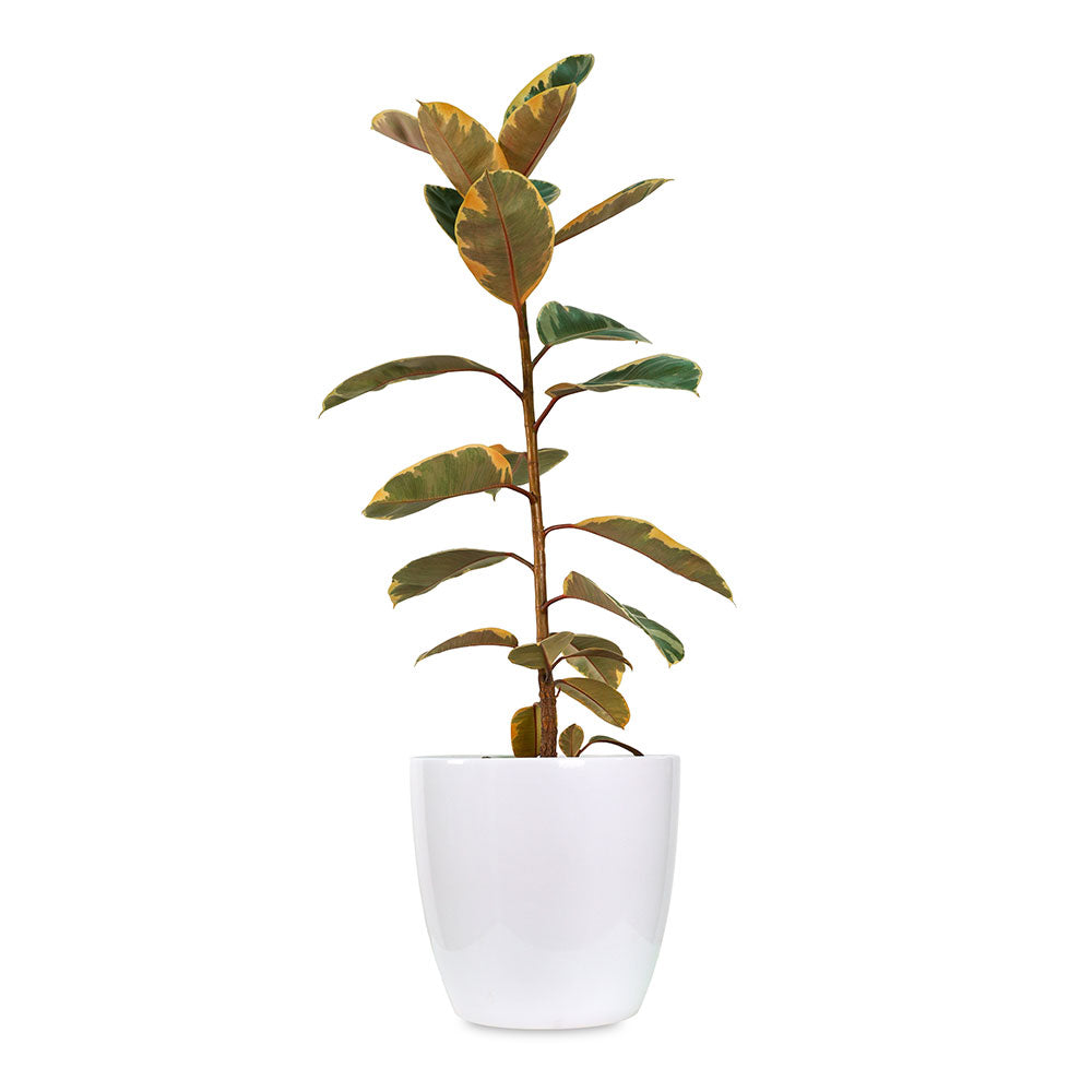 FICUS ELASTICA IN MICHIGAN POT - فيكس المطاط في حوض ميشيغان
