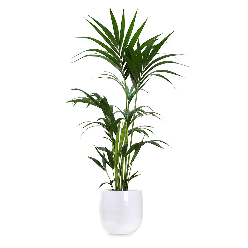 KENTIA IN QUINCY PLANTER - كنتيا في حوض كوينسي