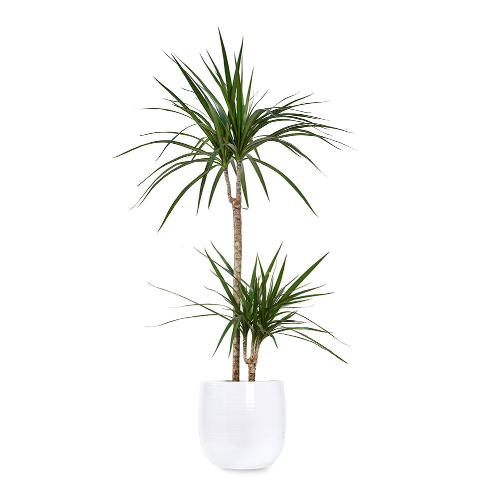 DRACAENA MARG IN QUINCY PLANTER - دراسينا مارجيناتا في حوض كوينسي