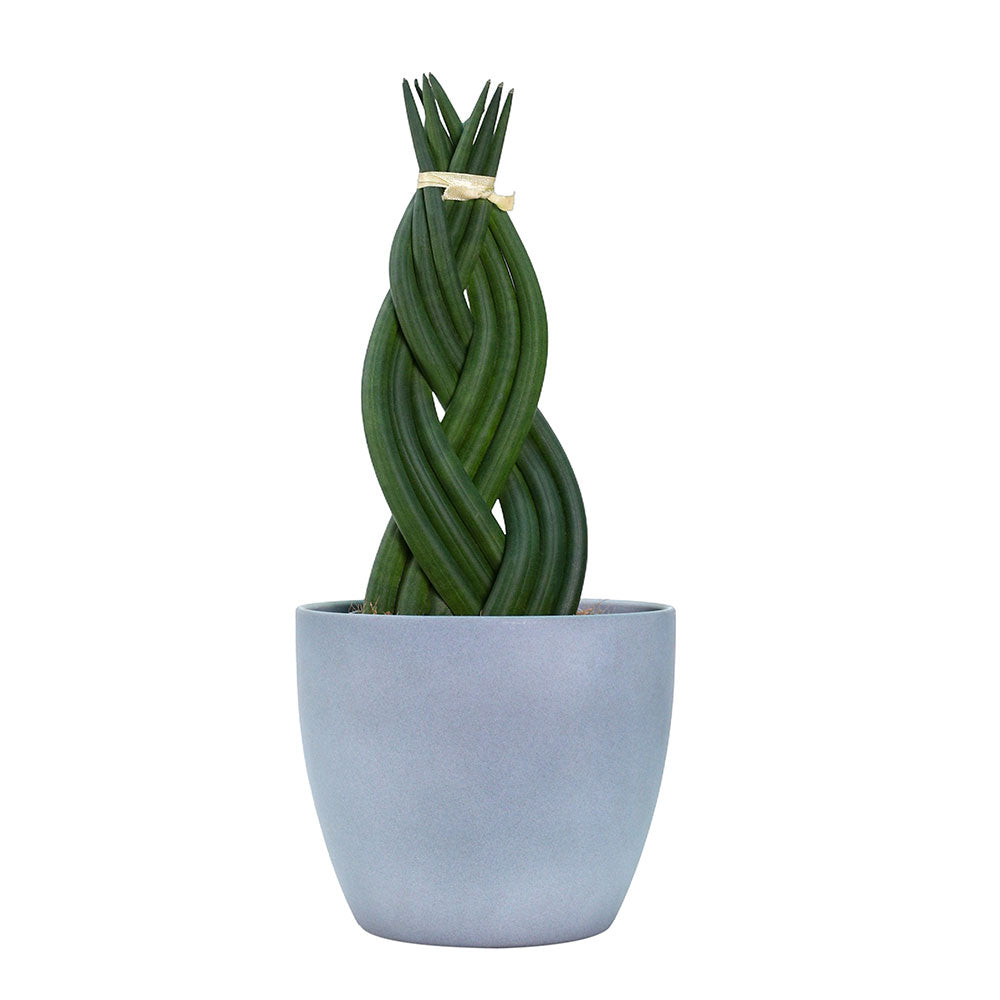 SANSEVERIA CYLINDRICA TWISTER IN GREY POT - سانسيفيريا أسطوانية تويستر في حوض رمادي
