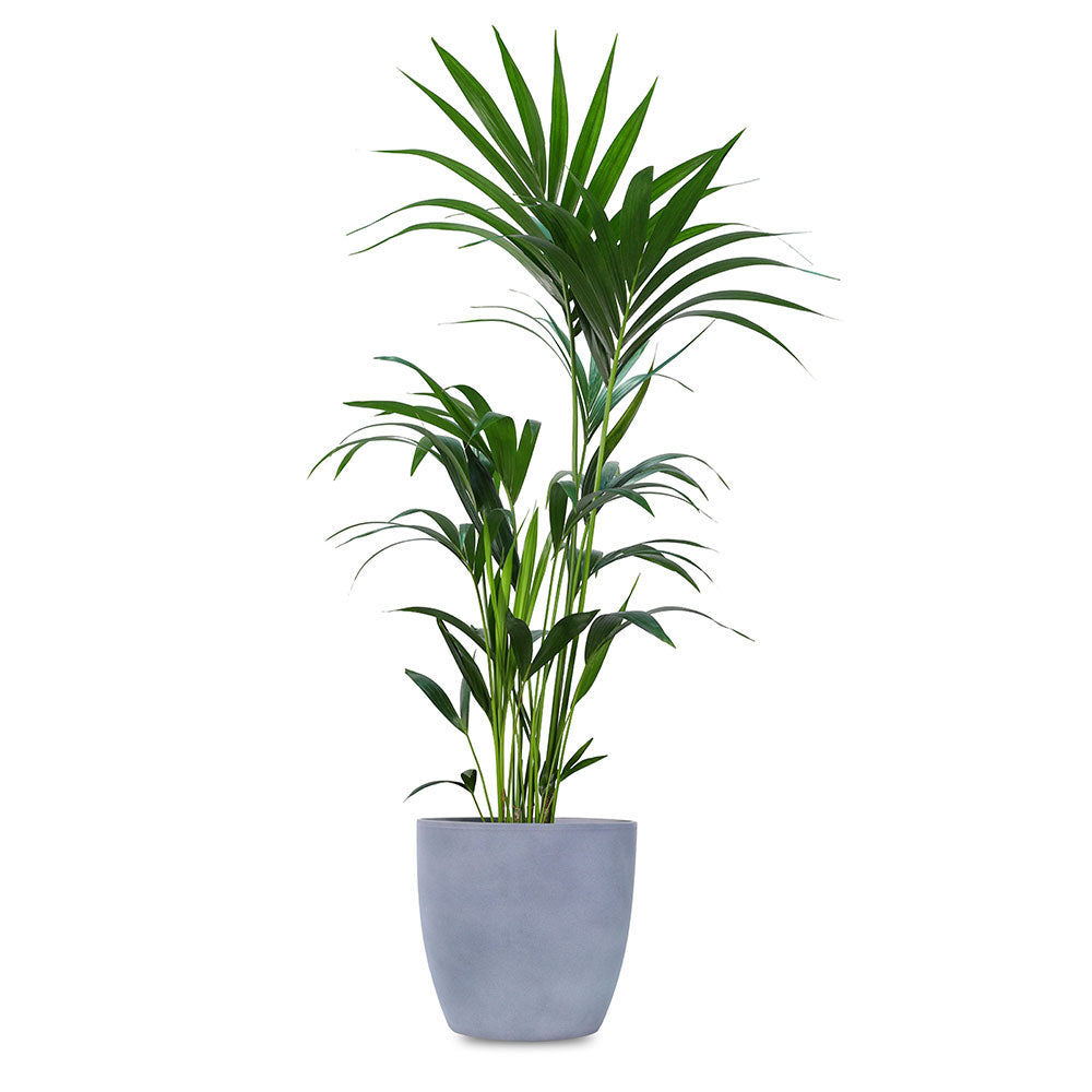 KENTIA IN GREY PLANTER - كنتيا في حوض رمادي