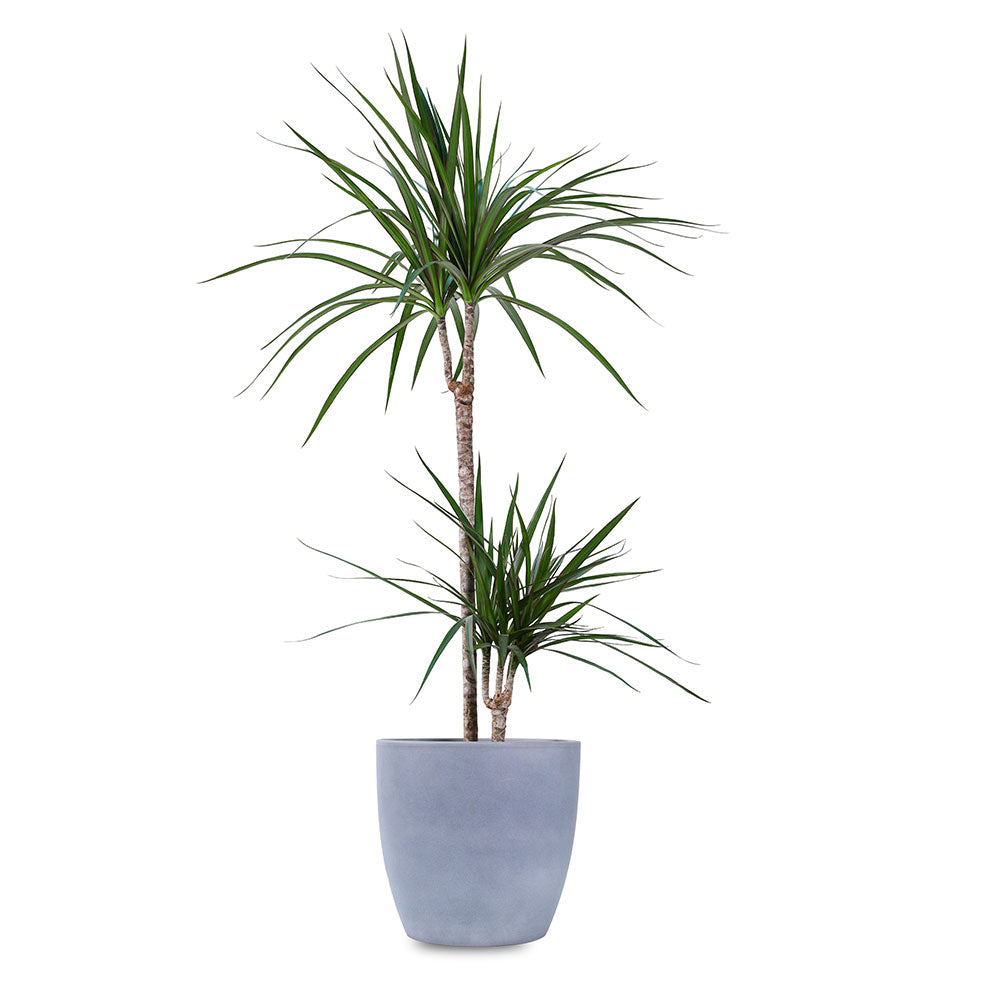 DRACAENA MARG IN GREY PLANTER - دراسينا مارجيناتا في حوض رمادي