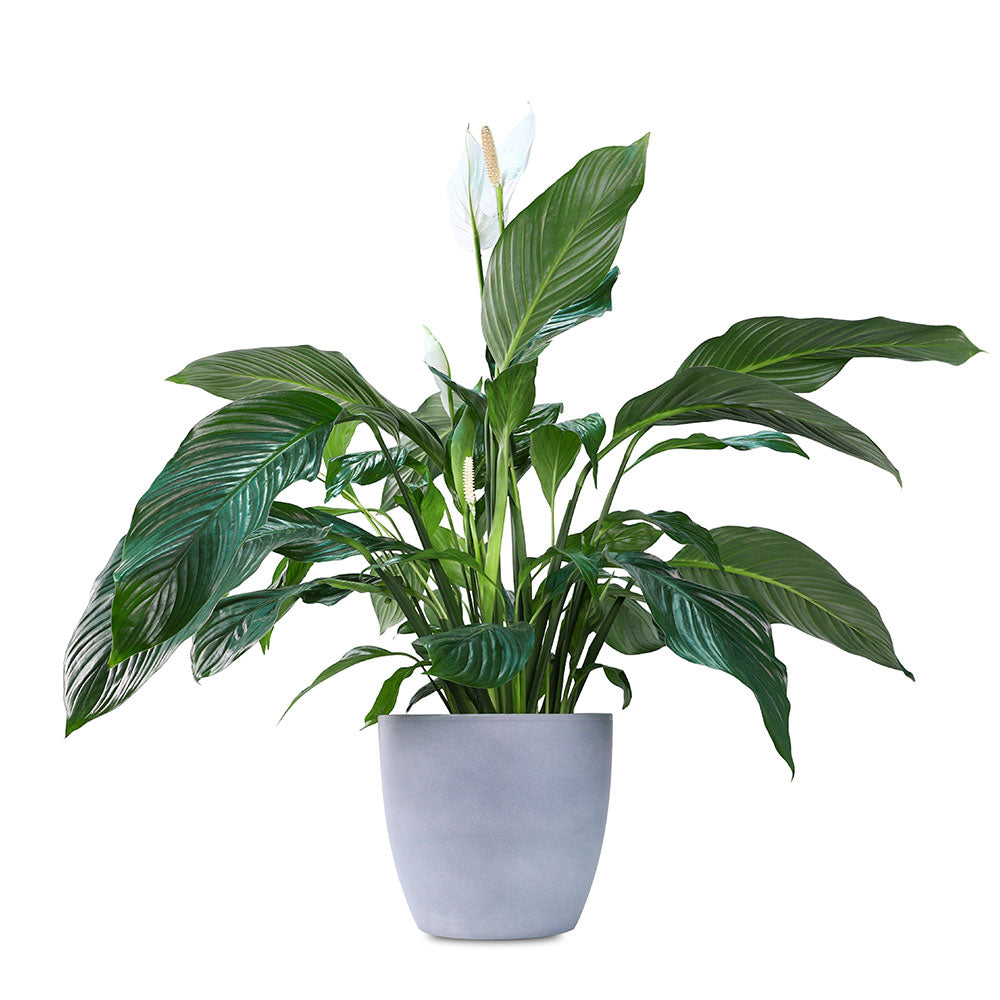 SPATHIPHYLLUM IN GREY PLANTER - سباثيفيلوم في حوض رمادي
