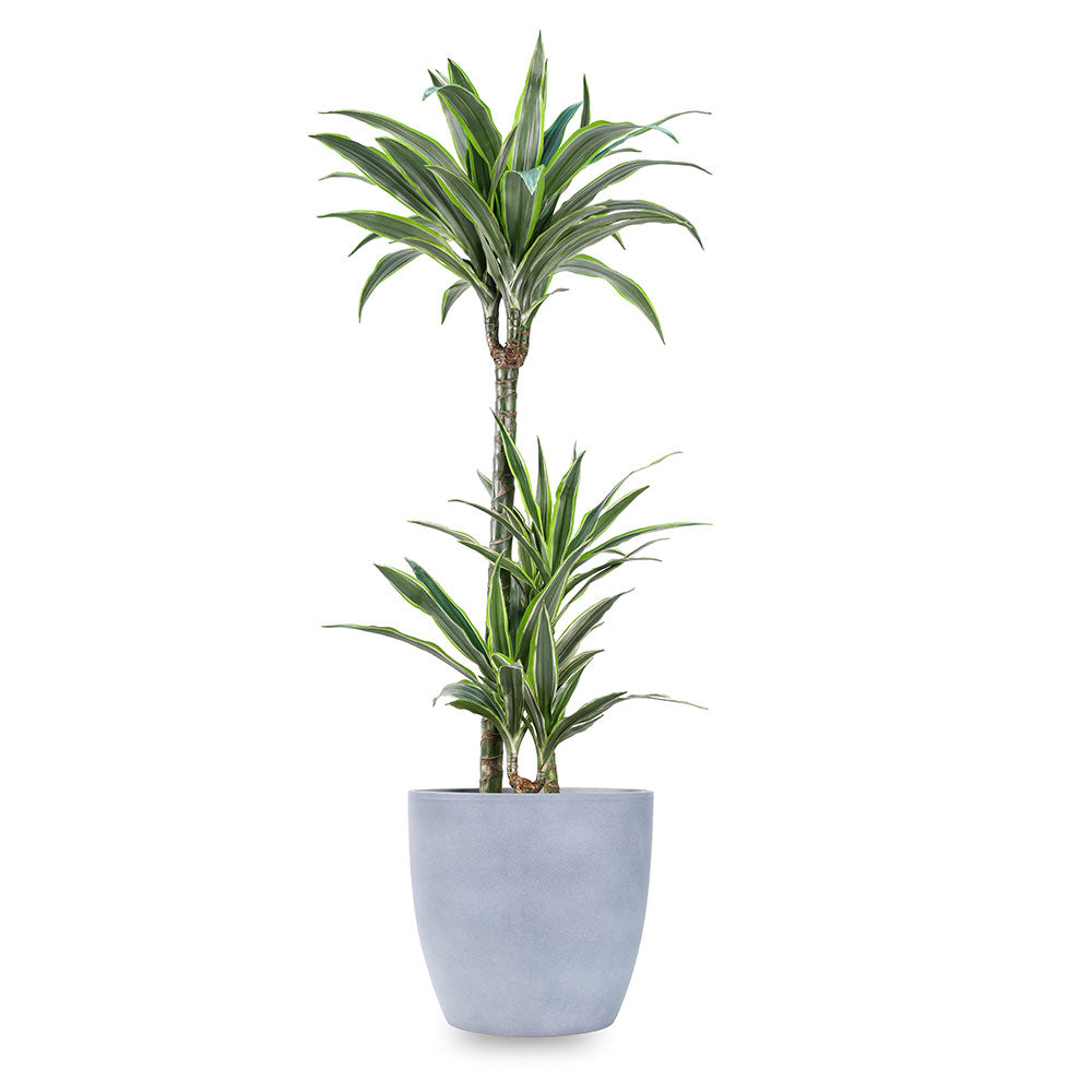 DRACAENA LEMON LIME IN GREY POT - دراسينا ليمون لايم في حوض رمادي
