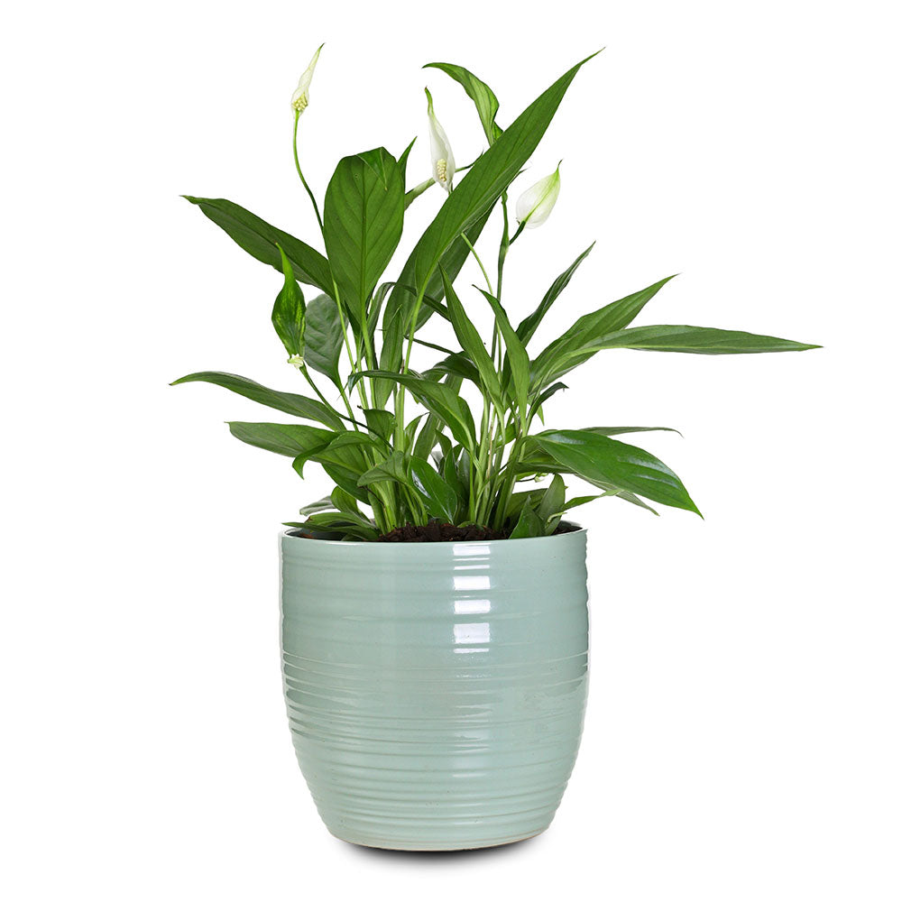 SPATHIPHYLLUM IN GLACIER BLUE PLANTER - سباثيفيلوم في حوض أزرق