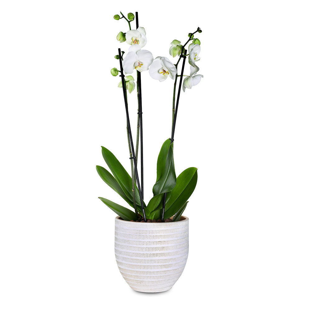 ORCHIDS IN BINGEN POT - الأوركيد في حوض بينجن