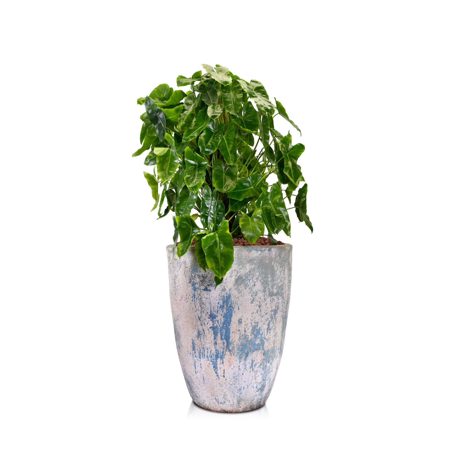 PHILODENDRON IN FRANEKER BLUE CERAMIC PLANTER - فيلوديندرون في حوض سيراميك أزرق
