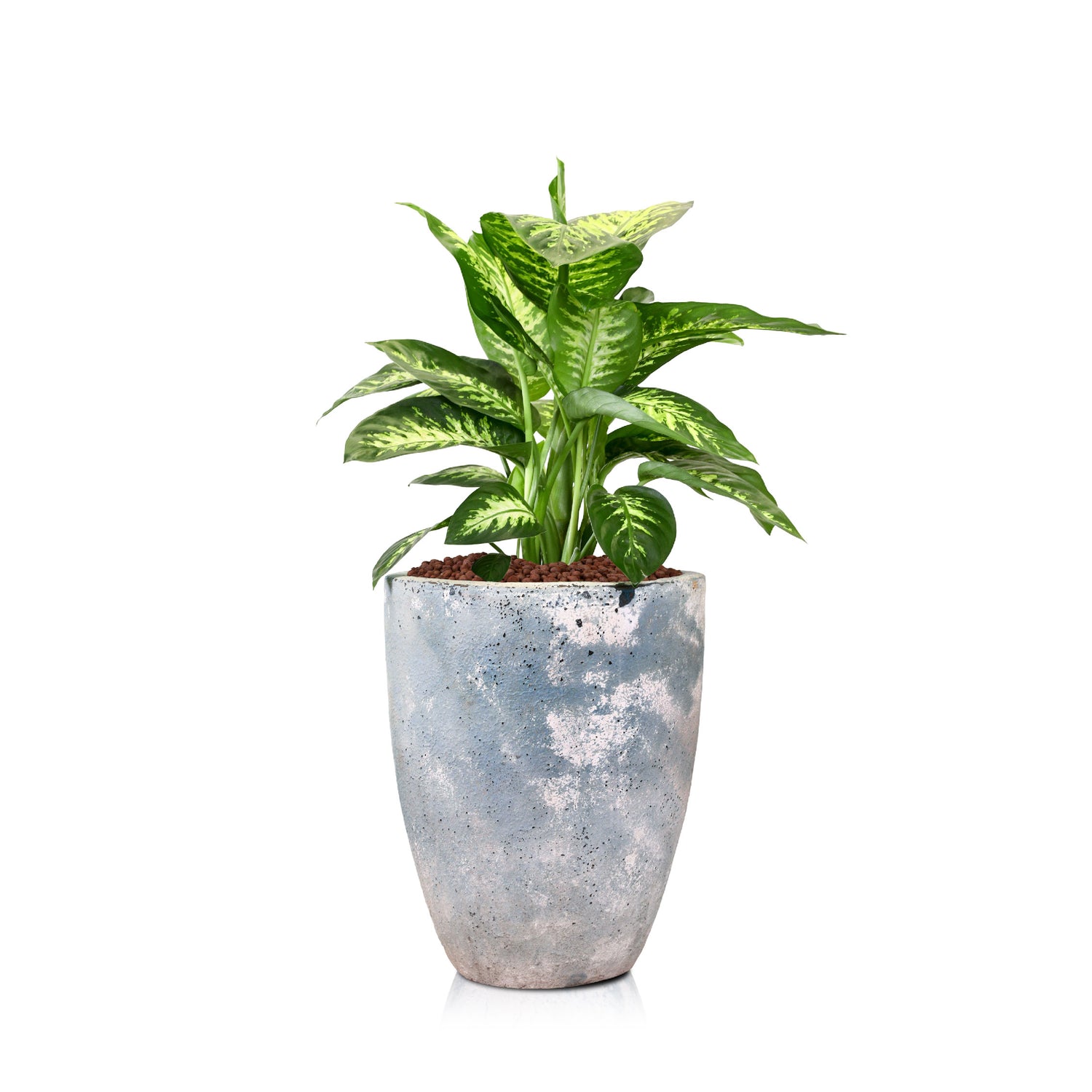 DIEFFENBACHIA IN FRANEKER BLUE CERAMIC PLANTER - ديفينباخيا في حوض سيراميك أزرق