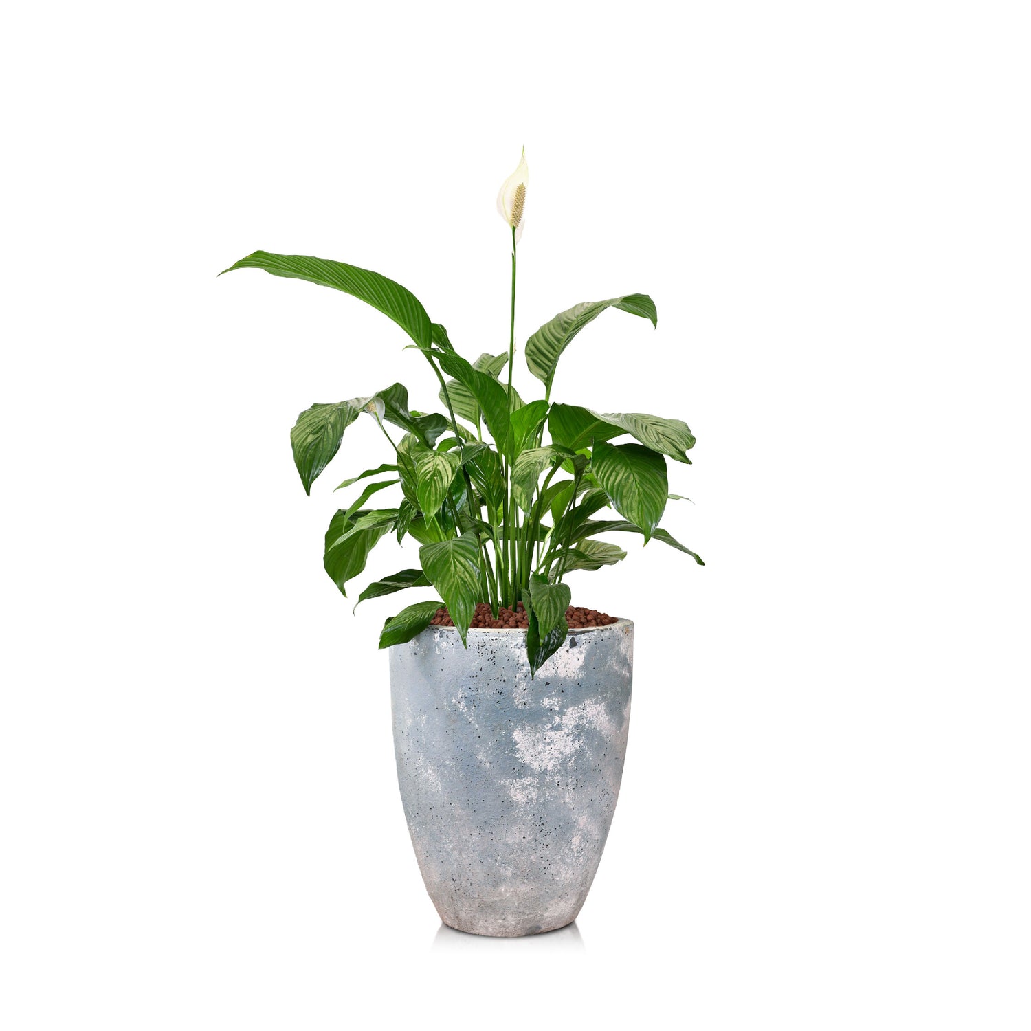 SPATHIPHYLLUM IN FRANEKER BLUE CERAMIC PLANTER - سباثيفيلوم في حوض سيراميك أزرق