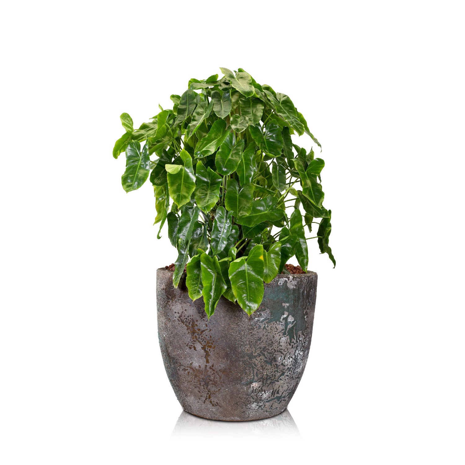 PHILODENDRON IN STAVERDEN CERAMIC PLANTER - فيلوديندرون في حوض سيراميك ستافيردين