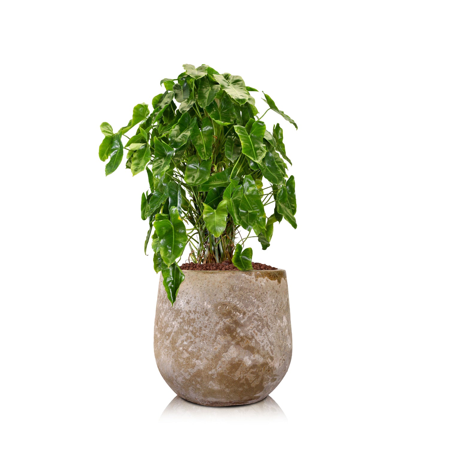 PHILODENDRON IN ZEVENAAR BROWN CERAMIC PLANTER - فيلوديندرون في حوض سيراميك بني