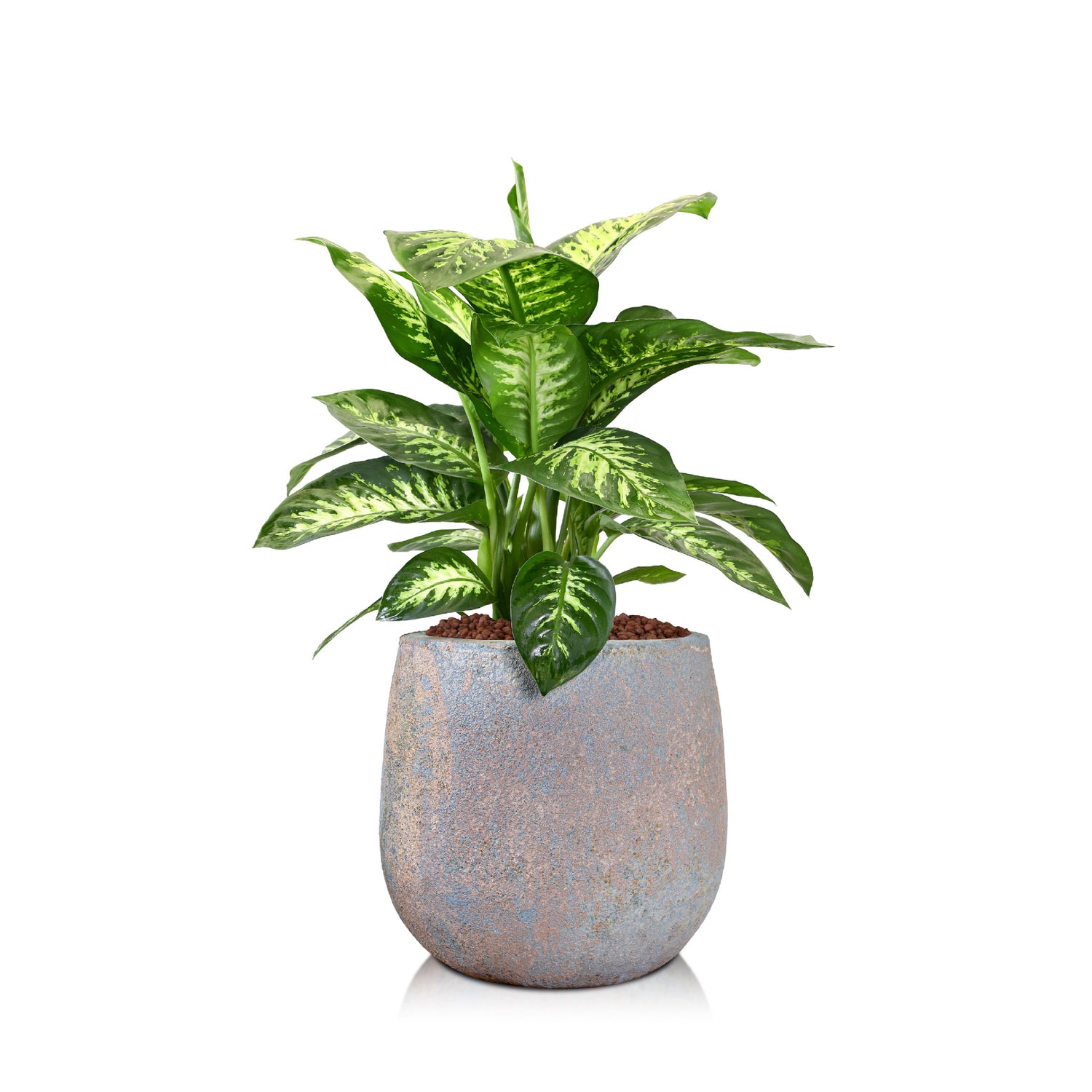 DIEFFENBACHIA IN ZEVENAAR BLUE CERAMIC PLANTER D38 X H80-90cms - نبتة ديفنباخيا في حوض زيفينار السيراميك