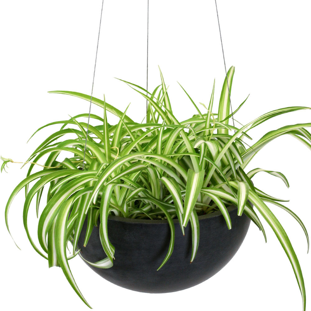 CHLOROPHYTUM COMOSUN IN BLACK HANGING POT - كلوروفايتوم كوموسوم (نبات العنكبوت) في وعاء معلق أسود