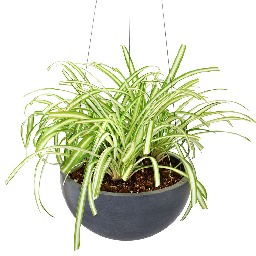 CHLOROPHYTUM COMOSUN IN GREY HANGING POT - كلوروفايتوم كوموسوم (نبات العنكبوت) في وعاء معلق رمادي
