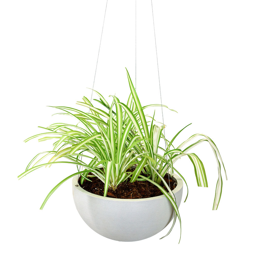 CHLOROPHYTUM COMOSUN IN WHITE HANGING POT - كلوروفايتوم كوموسوم (نبات العنكبوت) في وعاء معلق ابيض