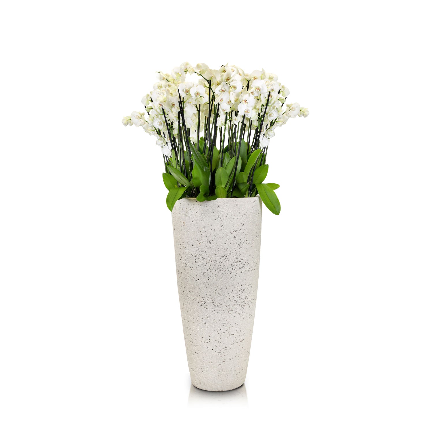 WHITE ORCHIDS IN BOLLNAS IVORY TALL PLANTER - أوركيد أبيض في حوض بولناس الطويل باللون العاجي
