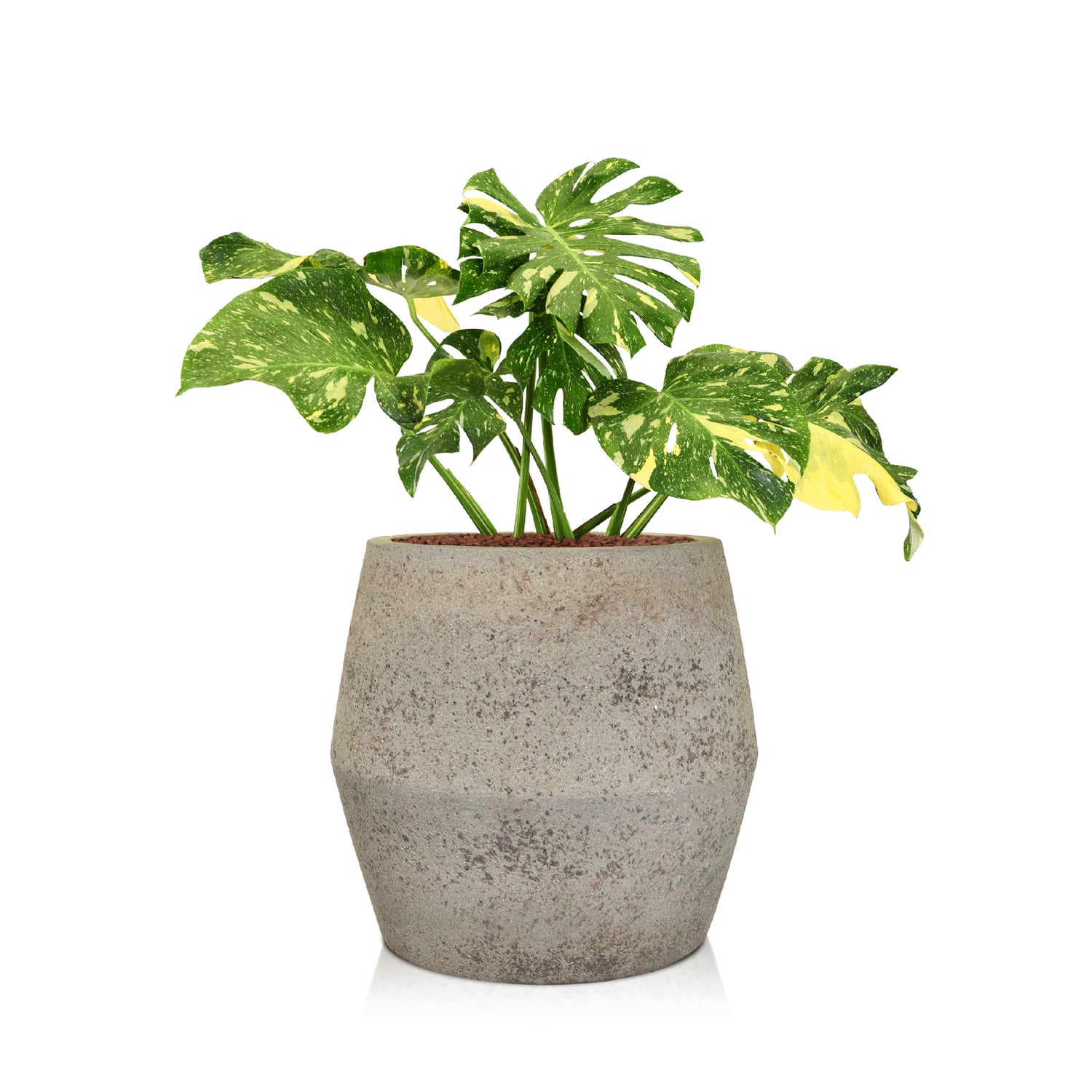MONSTERA THAI IN ARVIKA GREIGE PLANTER D53 X H70-80 cms - مونستيرا تاي في حوض أرفيكا الرمادي