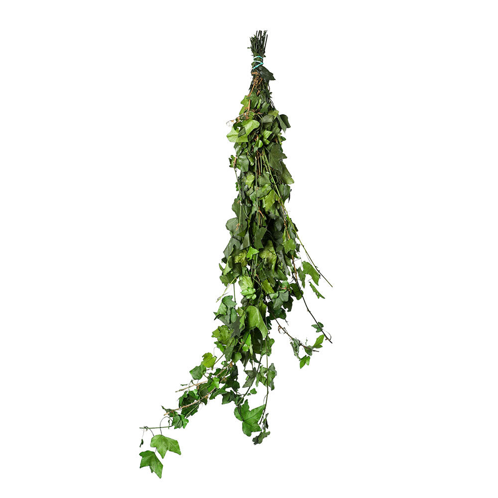 PRESERVED HEDERA HELIX MINI - هيديرا هيليكس ميني المحنطة