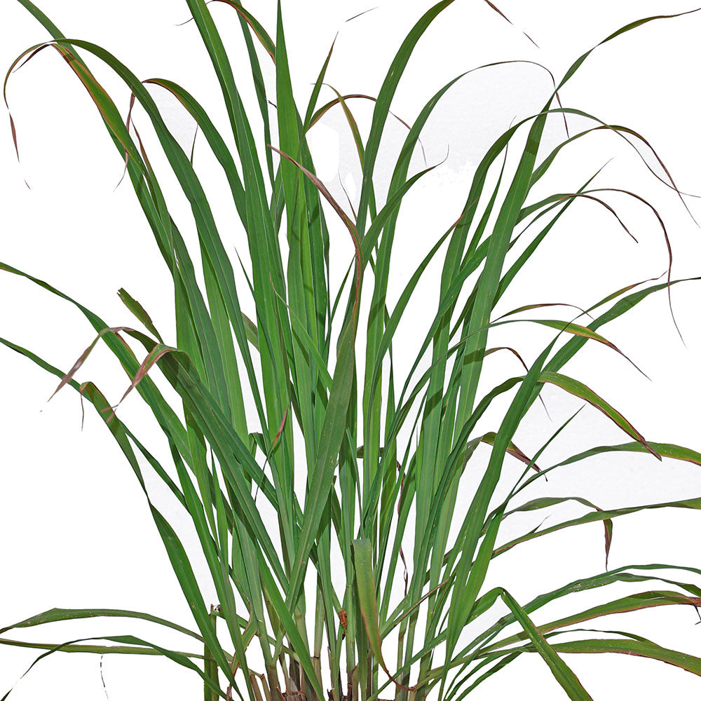 LEMON GRASS عشبة الليمون
