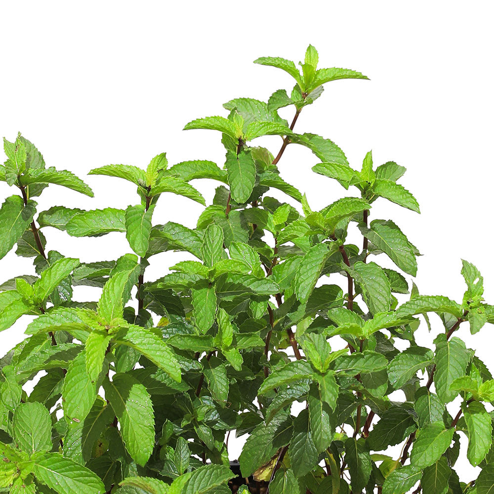 MOROCCAN MINT نعناع مغربي