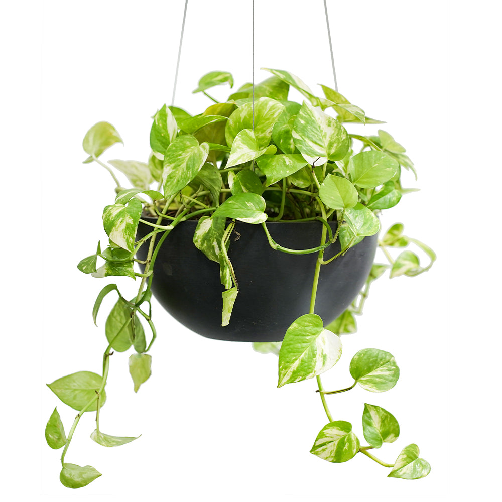 EPIPREMNUM IN HANGING POT