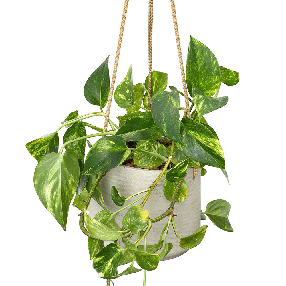 EPIPREMNUM IN BEIGE HANGING POT - إبيبريمنوم (بوتس) في وعاء معلق باللون البيج