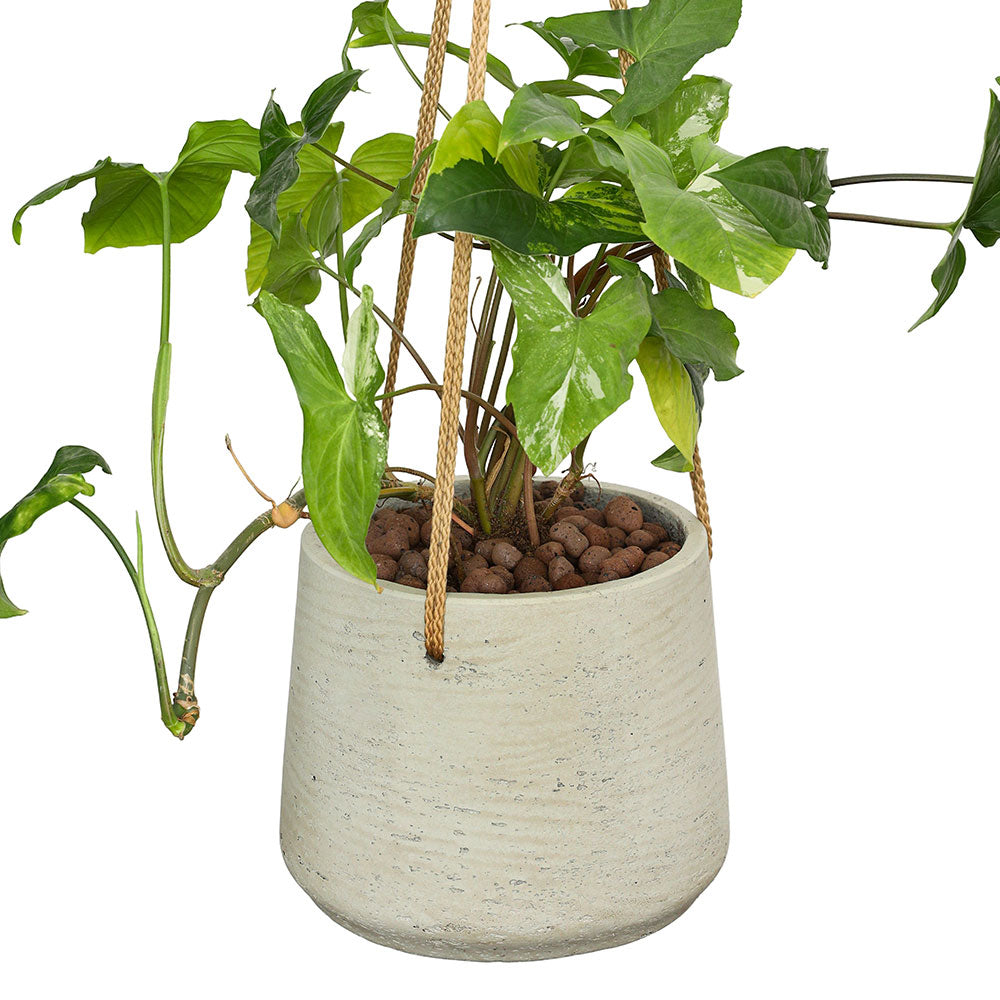 SYNGONIUM TRI COLOR IN BEIGE HANGING POT - سينجونيوم ثلاثي الألوان في حوض معلق