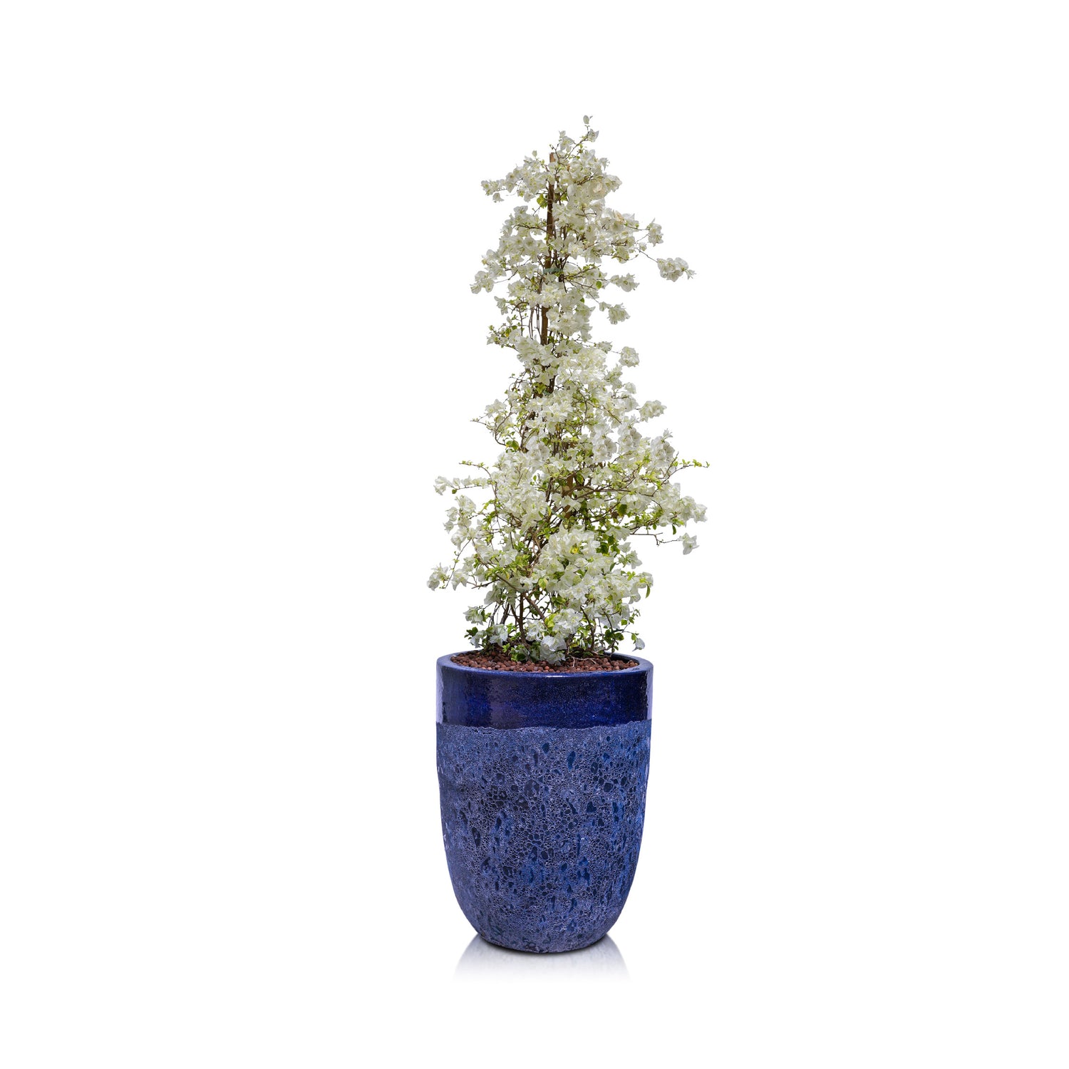 BOUGAINVILLEA MANAROLA IN PETROLINA BLUE CERAMIC POT - جهنمية مانارولا في حوض بترولينا الأزرق