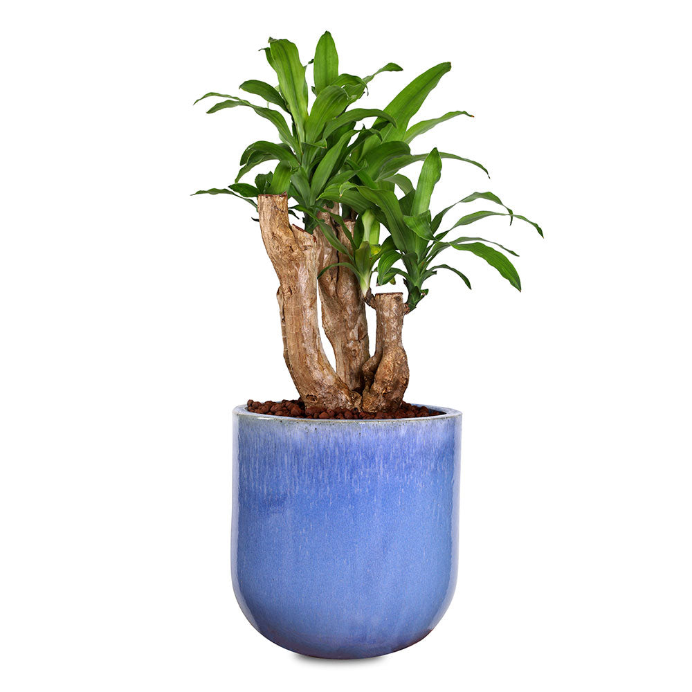 DRACAENA IN ZEIST ICY BLUE CERAMIC PLANTER