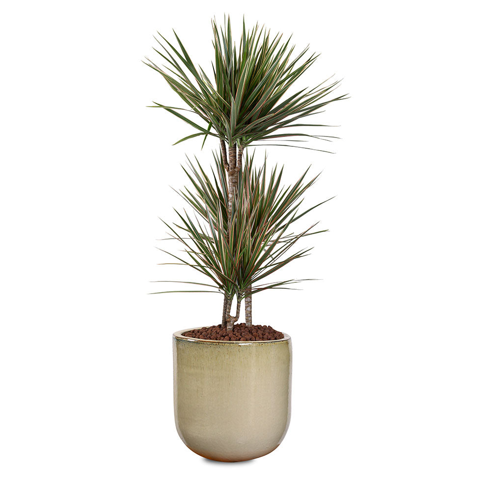 DRACAENA MARG IN ZEIST CREAMY CERAMIC PLANTER