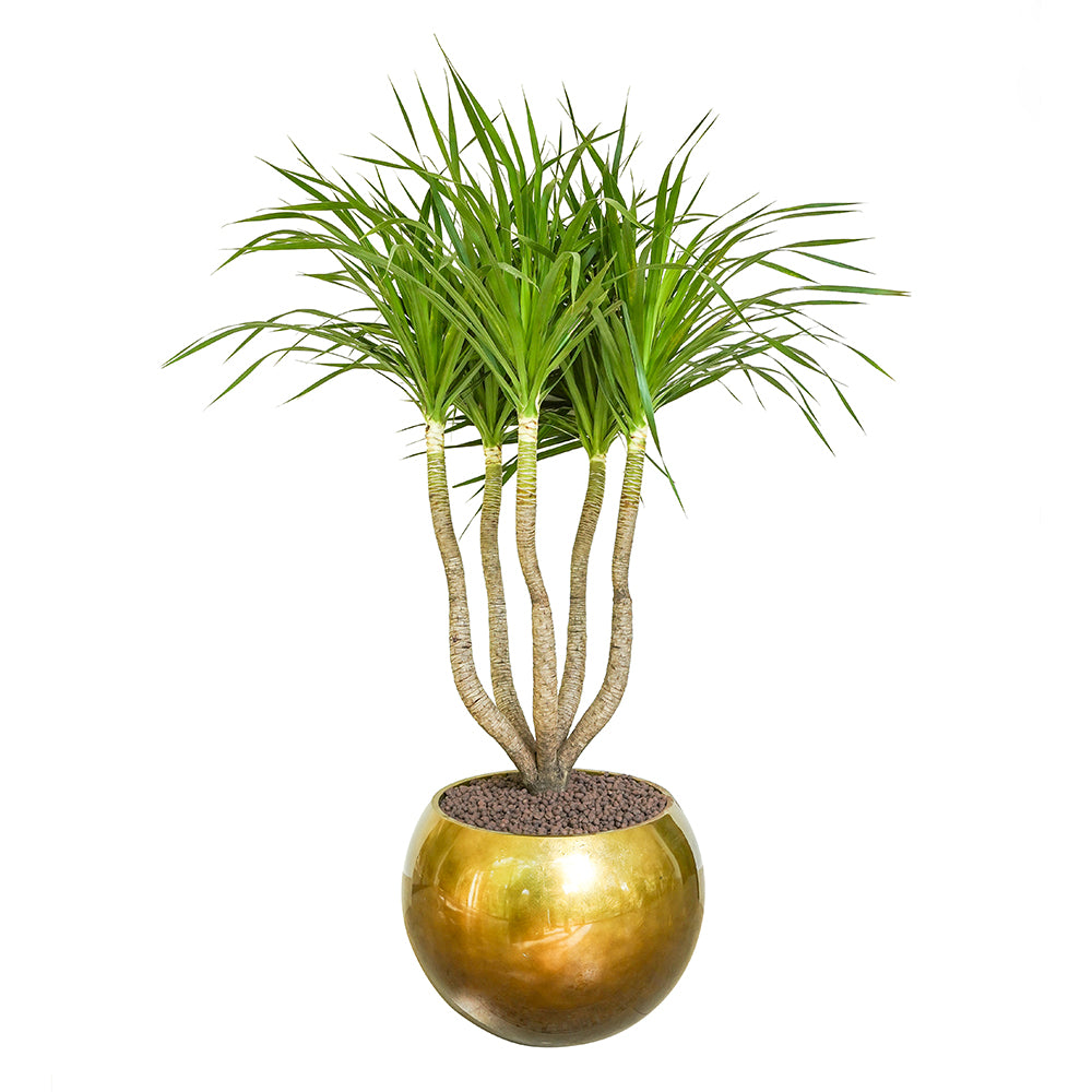 DRACAENA DRACO BRANCHED IN MAPUTO HONEY GRADIENT POT دراسينا دراكو المتفرعه في حوض مابوتو