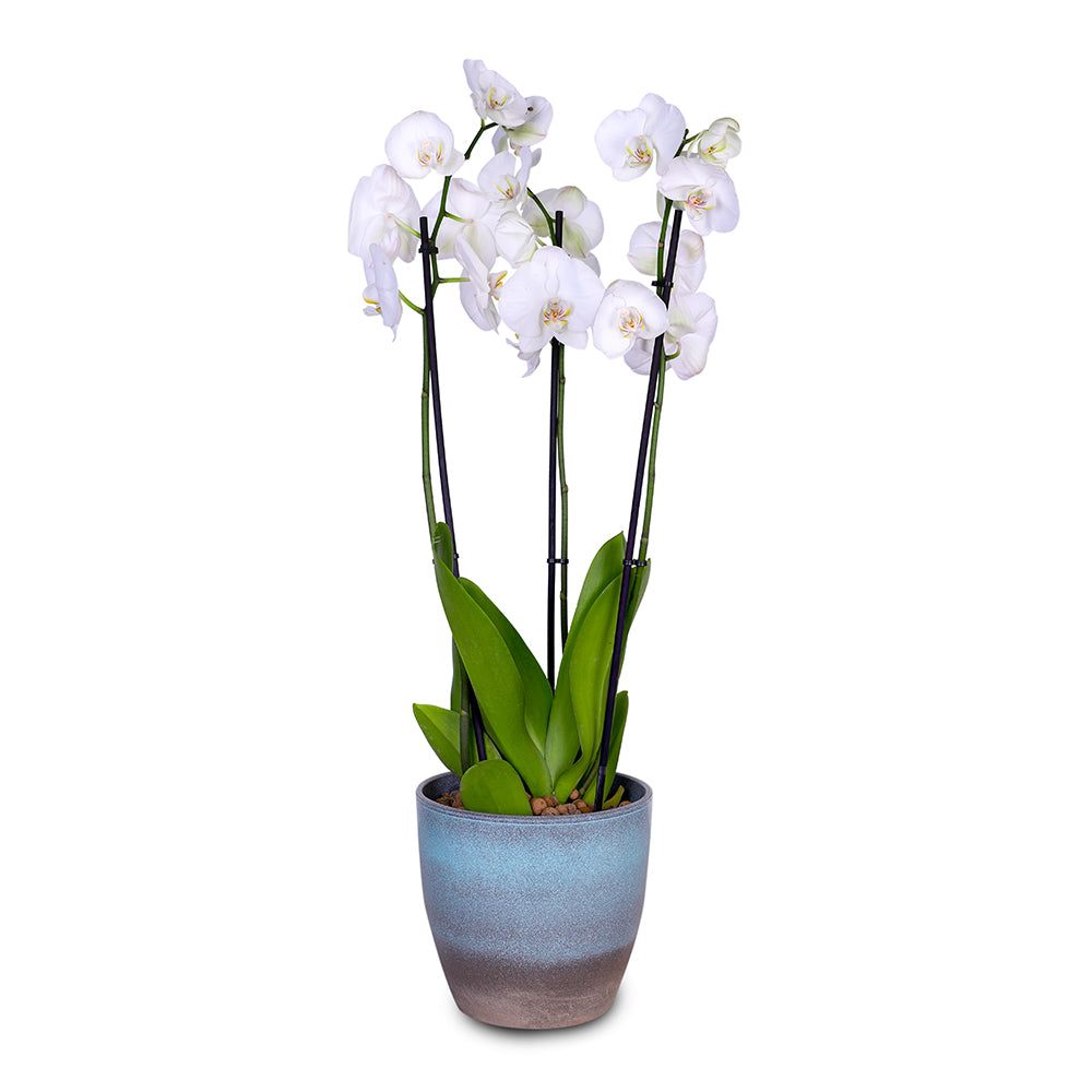 WHITE ORCHID IN ROUND OCEAN BLUE CERAMIC POT - أوركيد أبيض في حوض سيراميك دائري بلون الأزرق