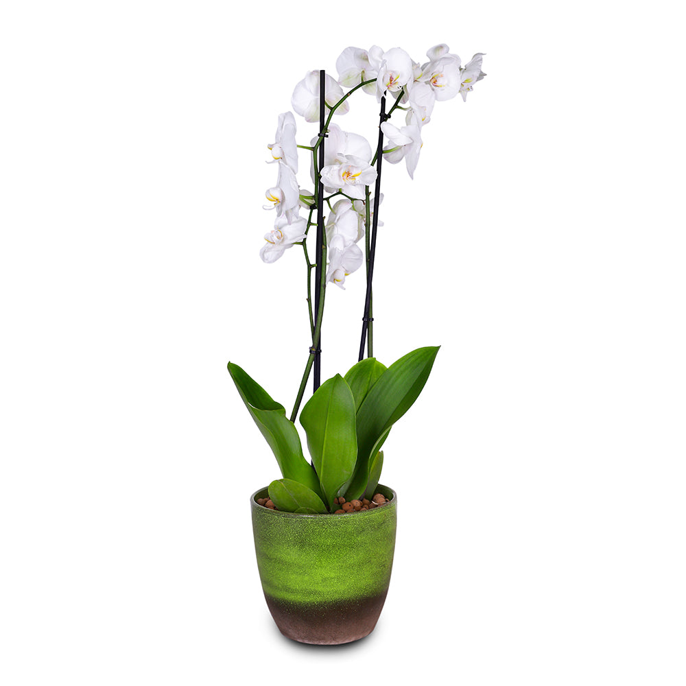 WHITE ORCHID IN ROUND JUNGLE GREEN CERAMIC POT - أوركيد أبيض في حوض سيراميك دائري بلون الأخضر