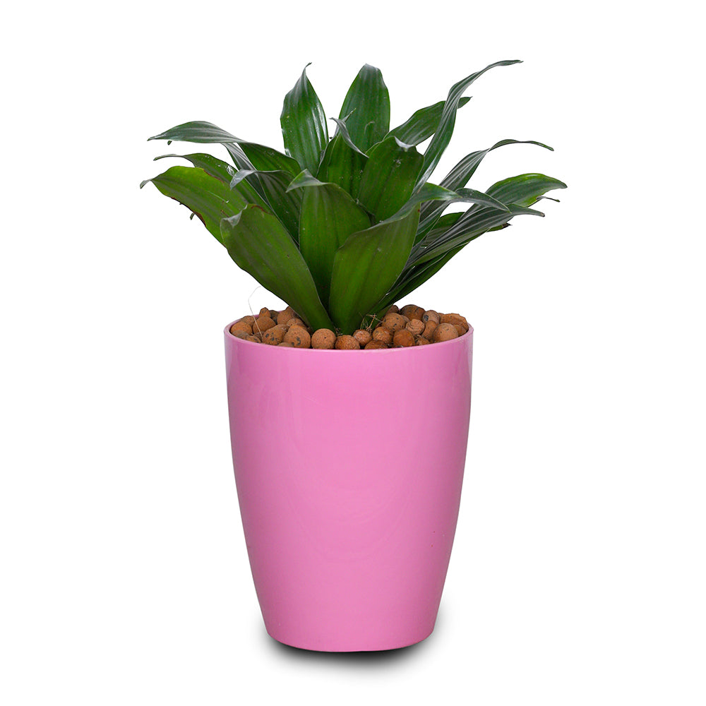 DRACAENA COMPACTA IN ROUND PINK PLASTIC POT دراسينا كومباكتا في حوض بلاستيك