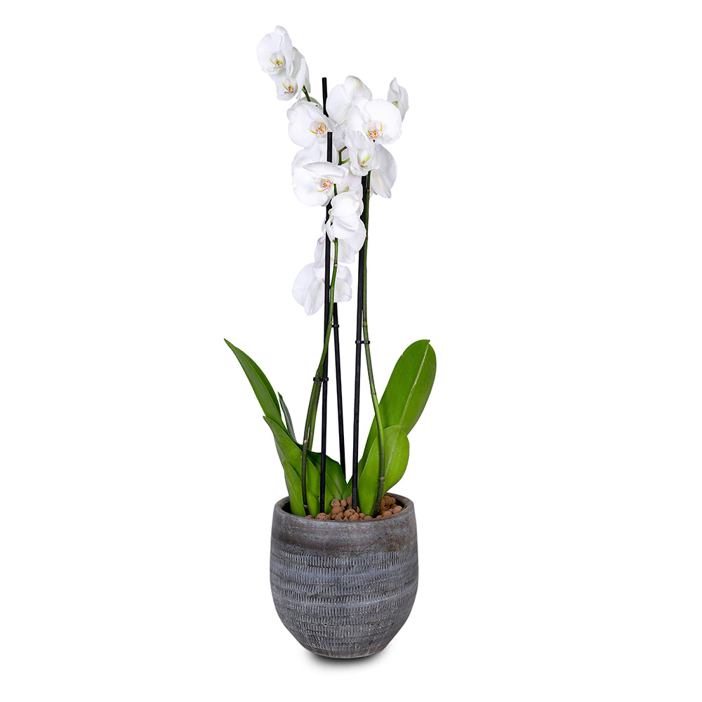 WHITE ORCHID IN ROUND DAHN BLUE-BROWN CERAMIC POT - أوركيد أبيض في حوض سيراميك دائري