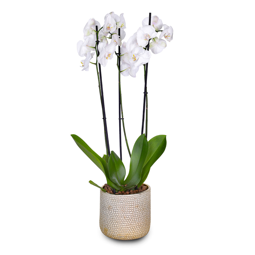 WHITE ORCHID IN ROUND LUBECK GOLD CERAMIC POT - أوركيد أبيض في حوض سيراميك دائري بلون الذهبي