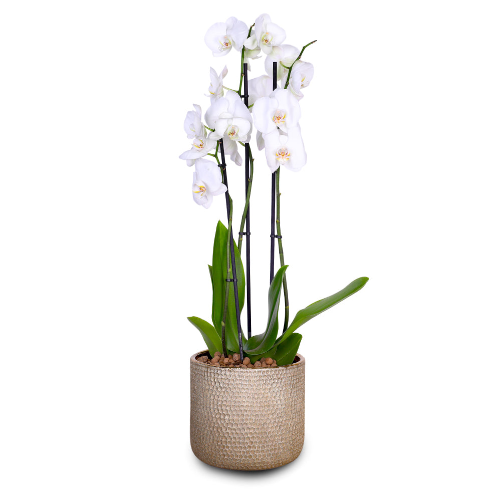 WHITE ORCHID IN ROUND LUBECK BRONZE CERAMIC POT - أوركيد أبيض في حوض سيراميك دائري بلون البرونز