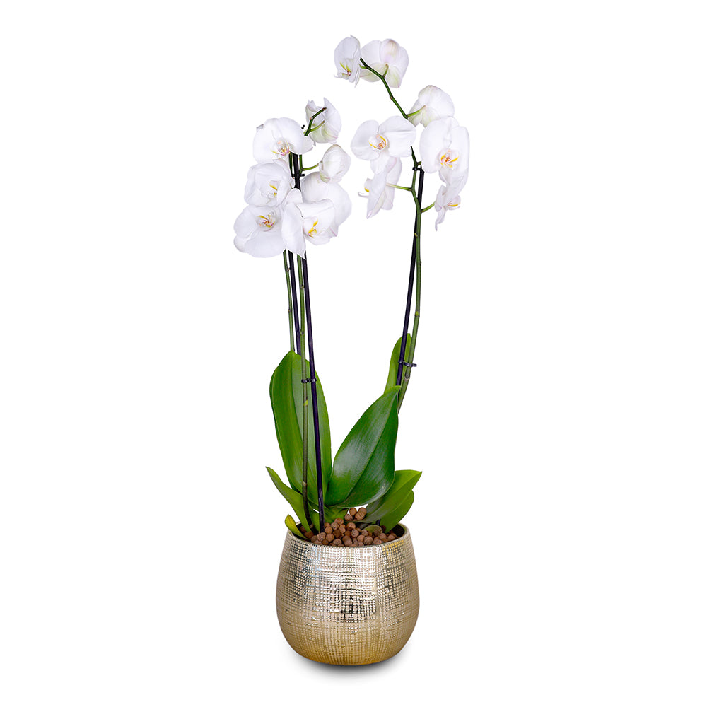 WHITE ORCHID IN ROUND LEIPZIG GOLD CERAMIC POT - أوركيد أبيض في حوض سيراميك دائري بلون الذهبي