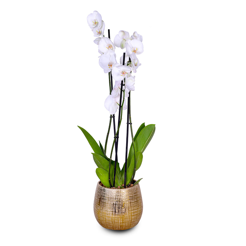 WHITE ORCHID IN ROUND LEIPZIG BRONZE CERAMIC POT - أوركيد أبيض في حوض سيراميك دائري بلون البرونز