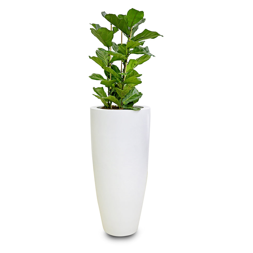 FICUS LYRATA IN WHITE TALL ROUND FIBER CEMENT POT فيكس ليراتا في حوض فايبر