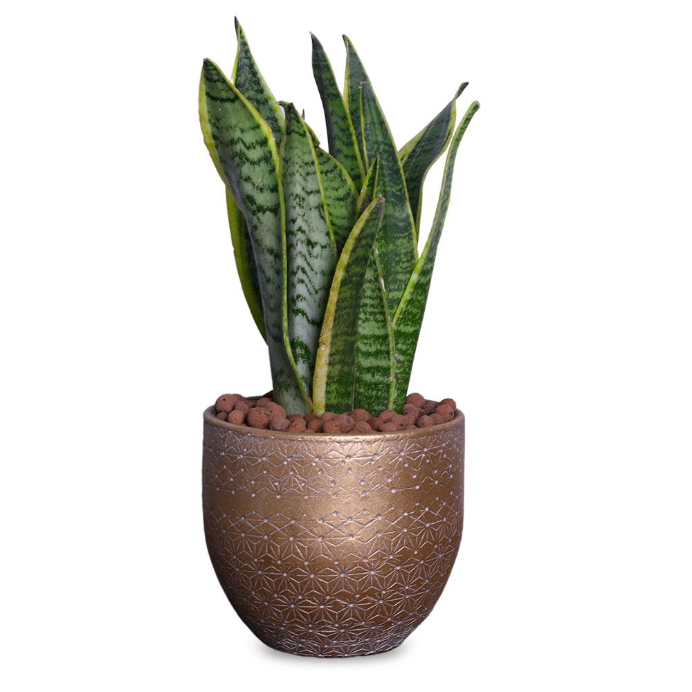 SANSEVEIRIA IN ROUND GOLDEN CERAMIC POT