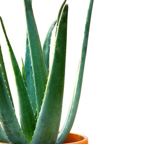 ALOEVERA الوفيرا
