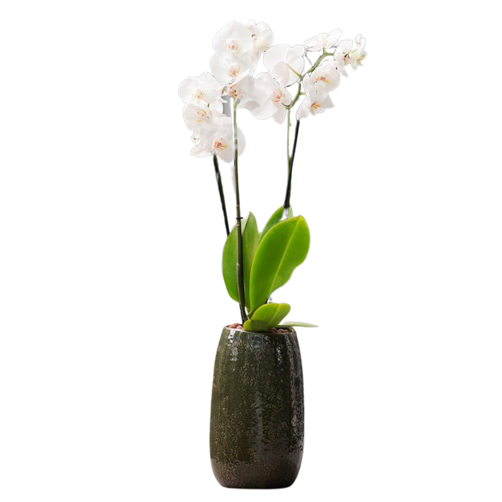 WHITE ORCHID IN TALL MISCHA FOREST GREEN CERAMIC POT - أوركيد أبيض في حوض سيراميك طويل بلون الأخضر