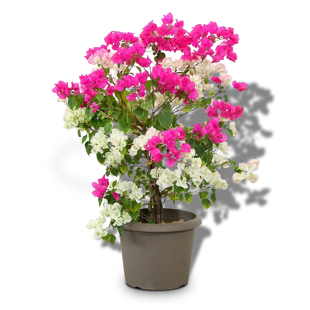BOUGAINVILLEA